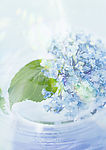 水纹 叶子 花 光