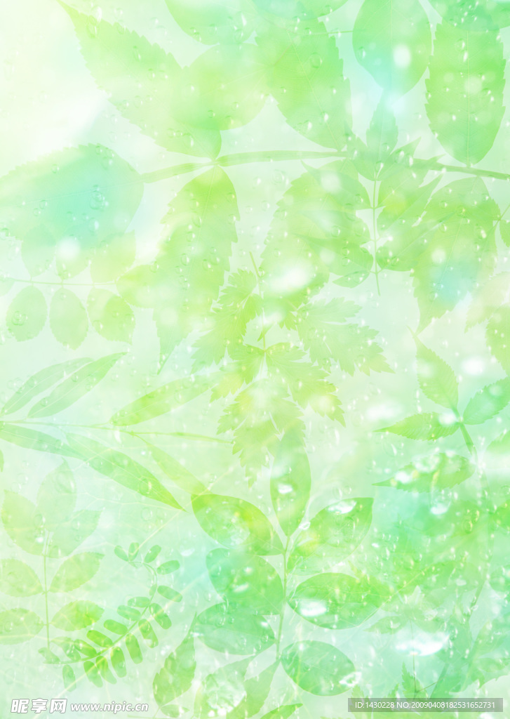 水 叶子 绿色 天空