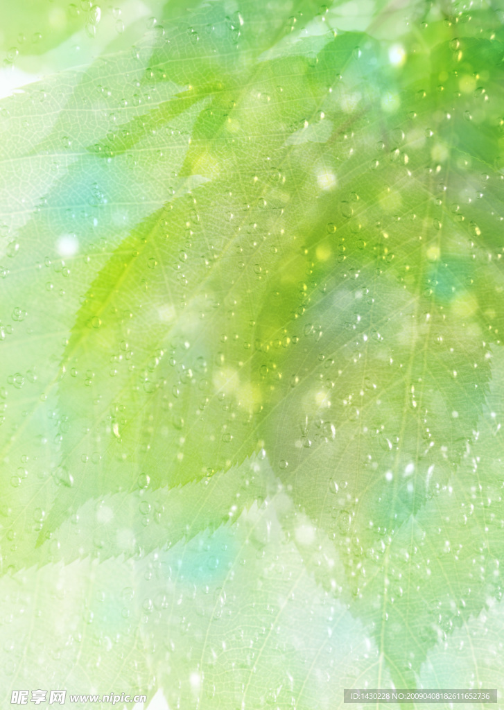 水 叶子 绿色 天空 水珠