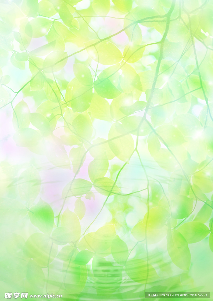 水 叶子 绿色 天空 水珠