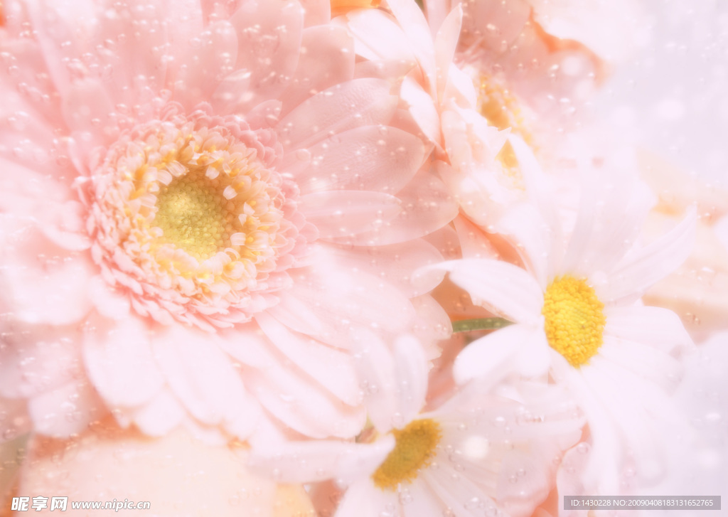 花 阳光 水滴