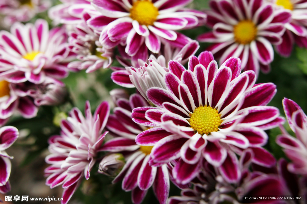 菊花