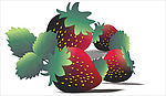 矢量草莓图