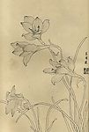 百花图谱63 菖蒲莲