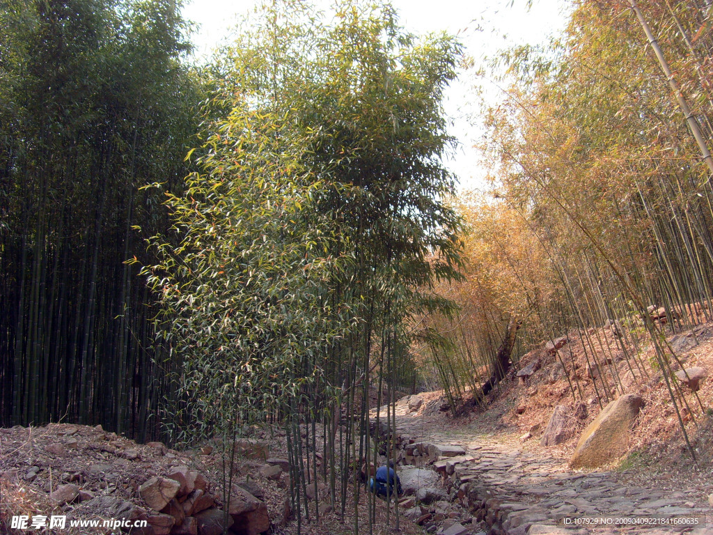 竹林小路