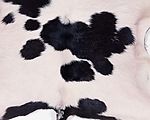 小乳牛皮毛纹理高清