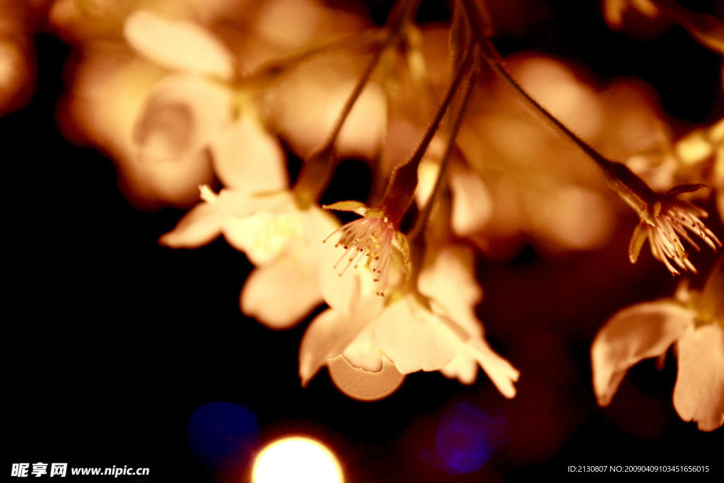 夜晚的樱花