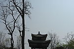 树木