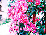 粉色 花