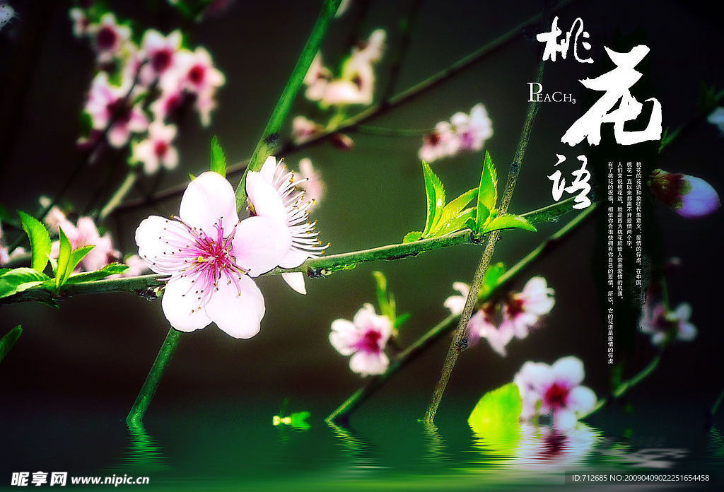 桃花