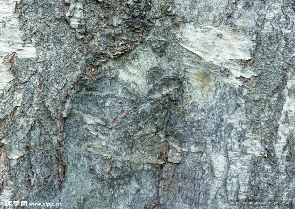 树皮纹理