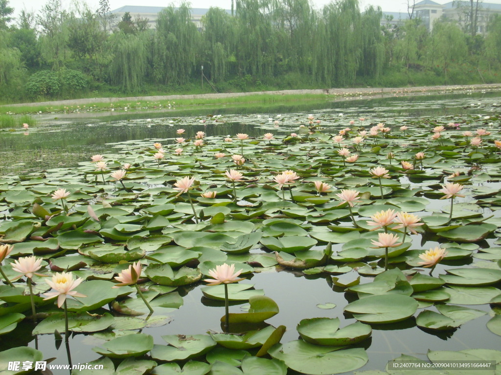 三春湖睡莲