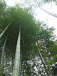 竹子  绿竹 节节高升  竹子特写