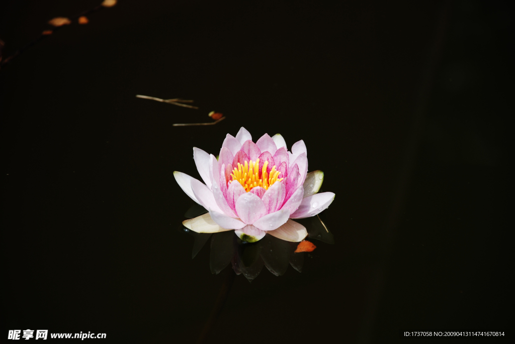 荷花