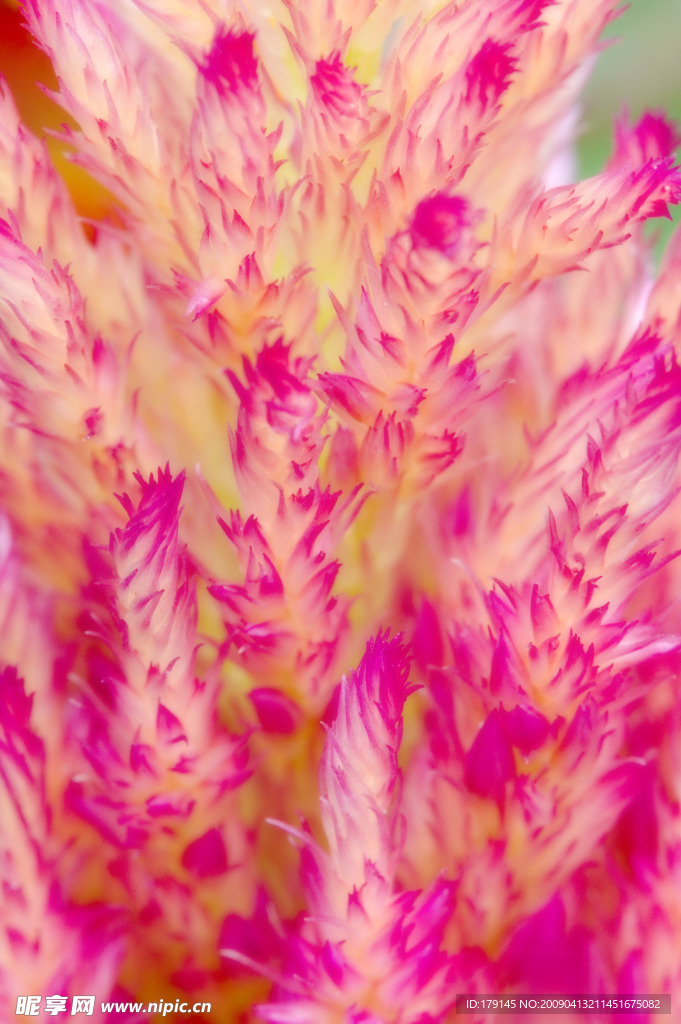鸡冠花