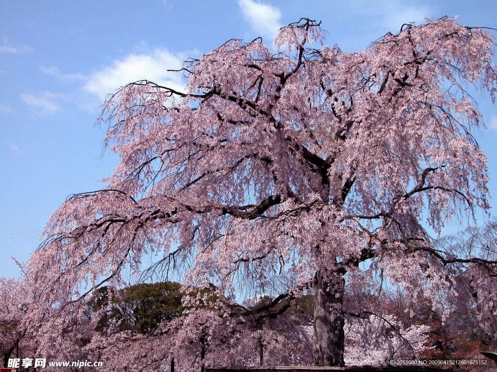 满树是花