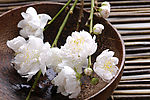白色樱花