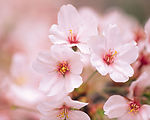 桃花2