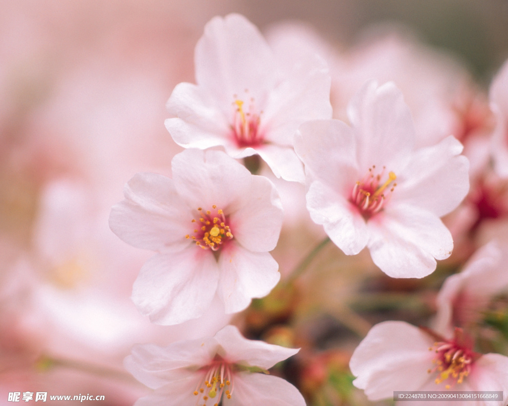桃花2