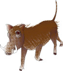 野猪