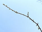 一枝独秀