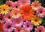 清新野生花卉植物写真 鲜花背景图