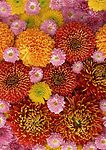 清新野生花卉植物写真 鲜花背景图