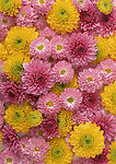 清新野生花卉植物写真 鲜花背景图