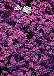樱花 清新 花卉植物写真 鲜花背景图