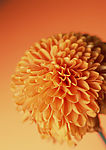 清新野生花卉植物写真 菊花