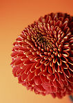 清新野生花卉植物写真 菊花