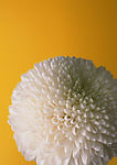 清新野生花卉植物写真 菊花