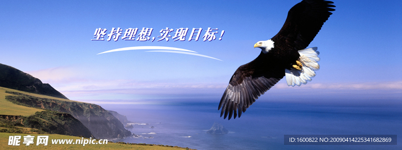 蓝天 海洋 鹰