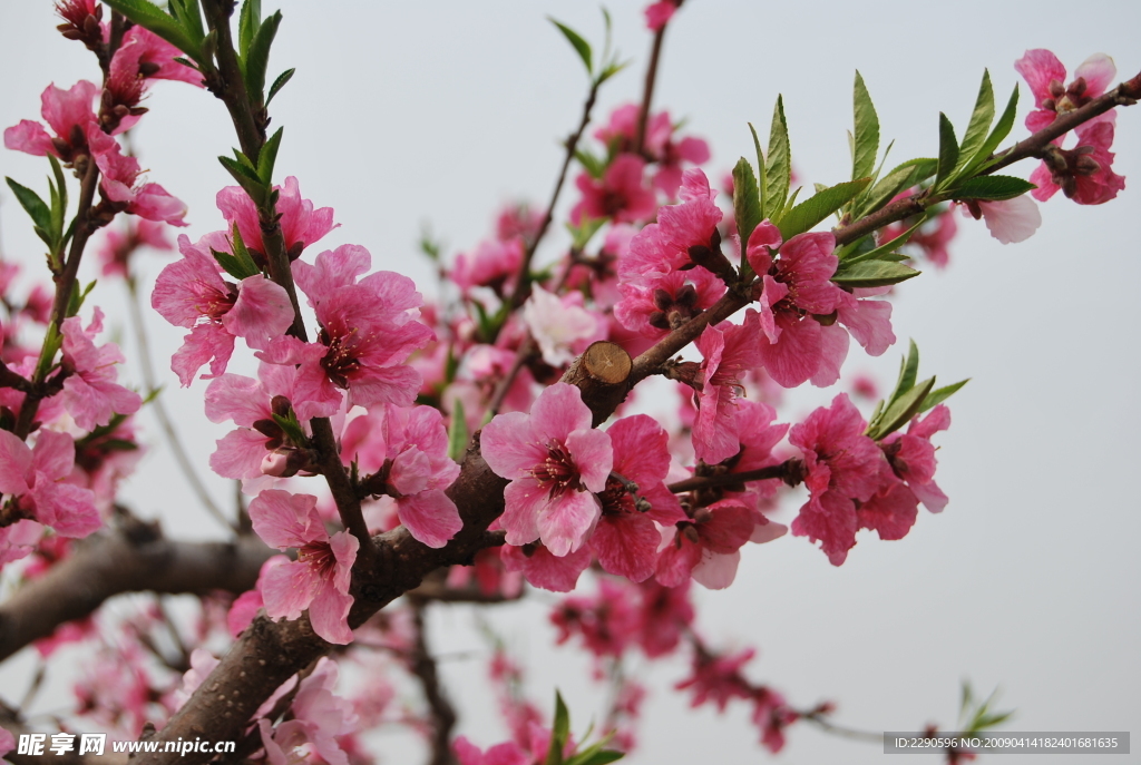 桃花