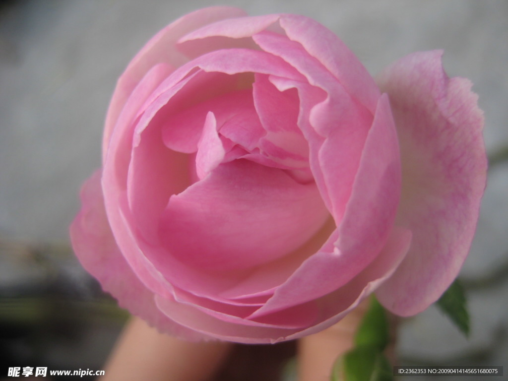 粉红野玫瑰