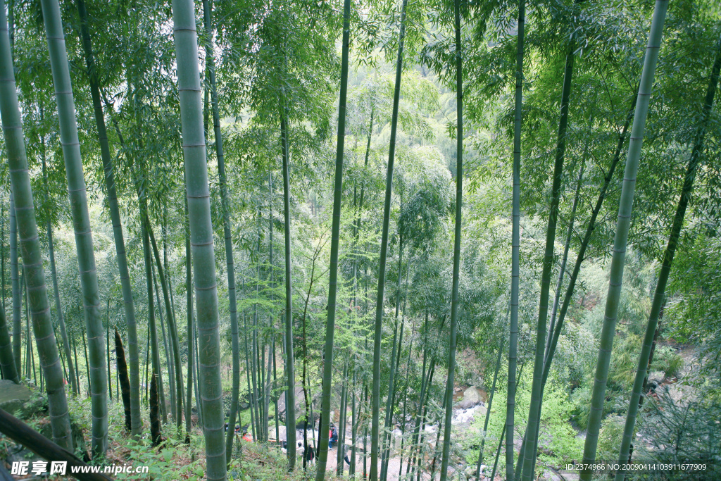 黄龙竹林