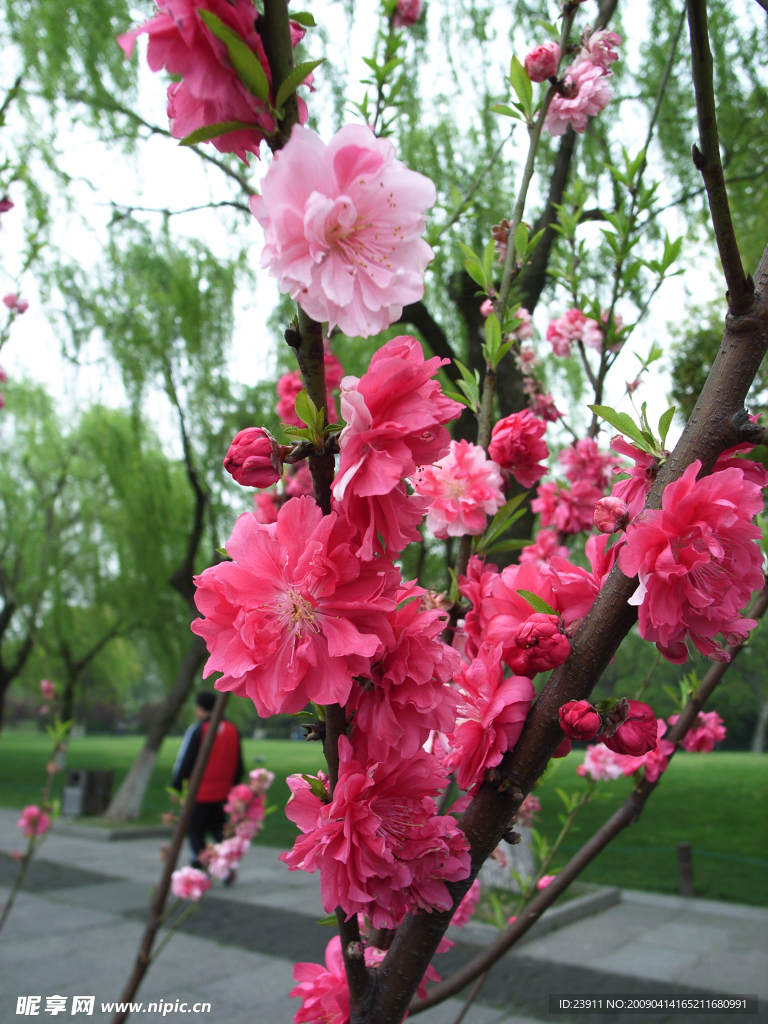 西湖风光