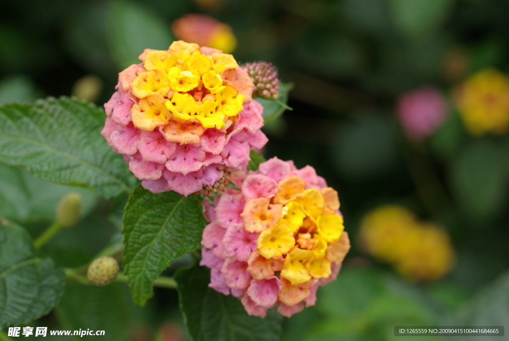 鲜花特写