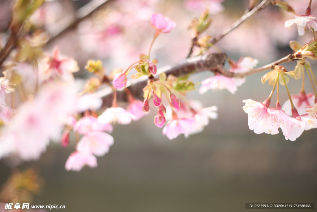 樱花