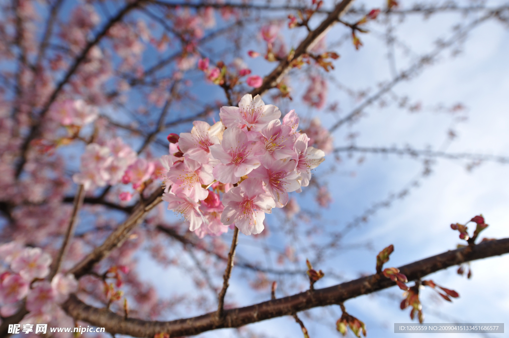 樱花