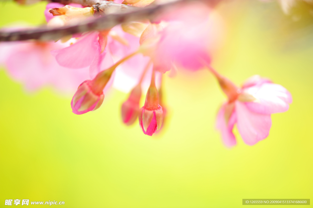 樱花