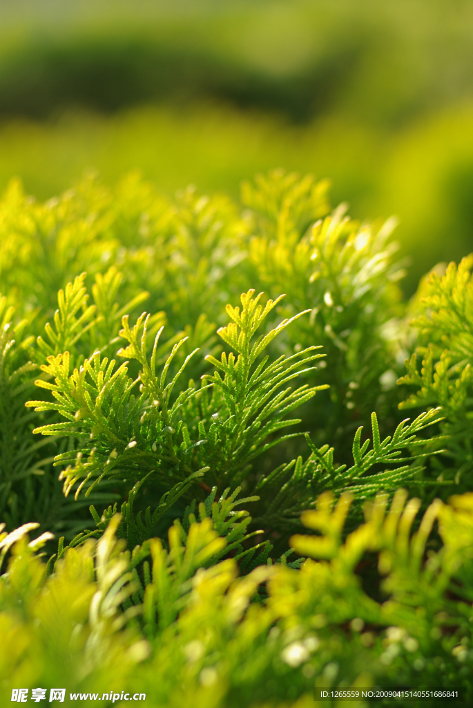 植物