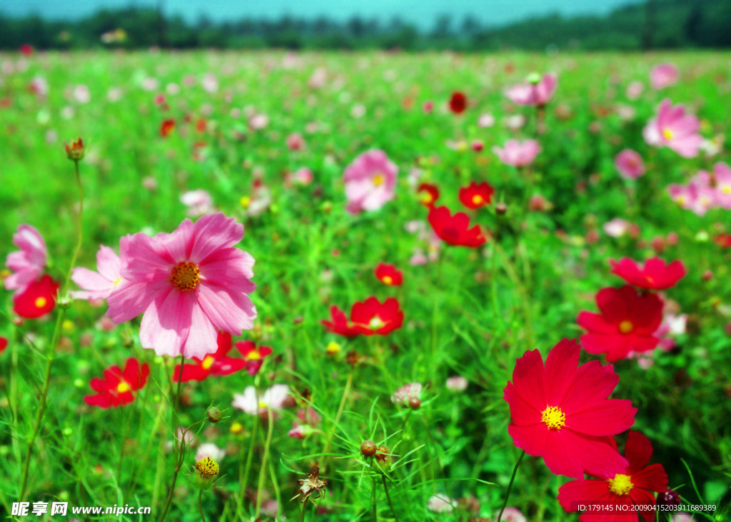 大波斯菊