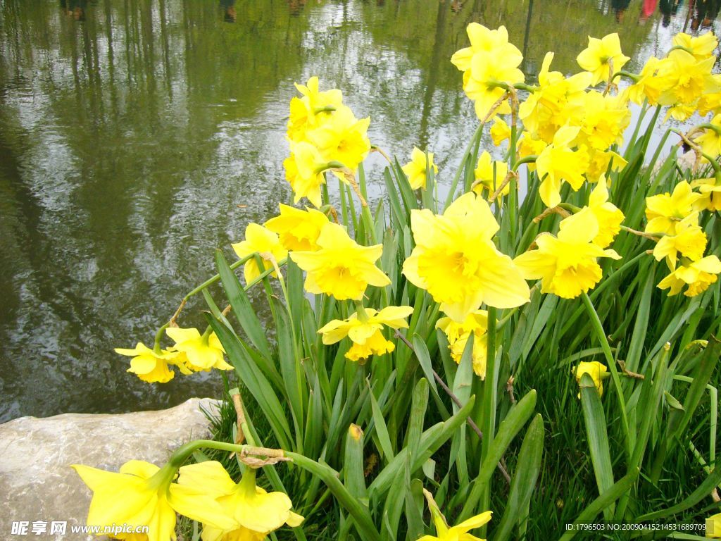 水仙花图片