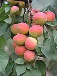 串枝红杏