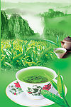 毛尖茶