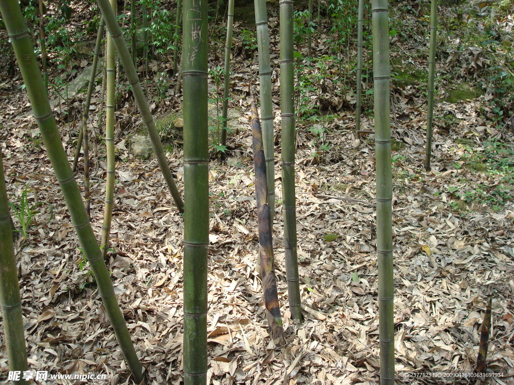 竹子
