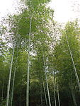 竹子