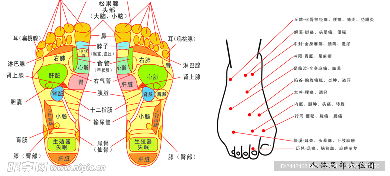 脚底反射示意图