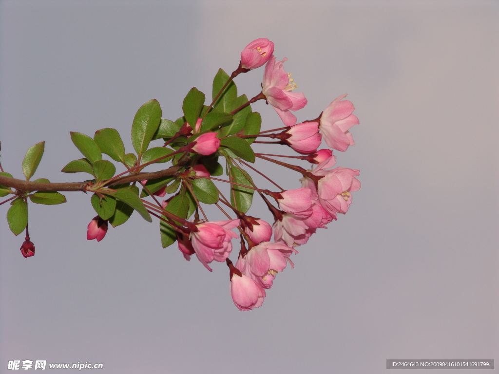 春天百花